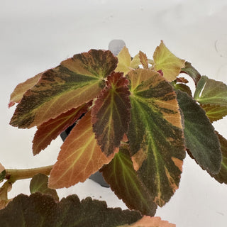 Begonia ‘Withlacoochee’ (Variegated) 
[#798]