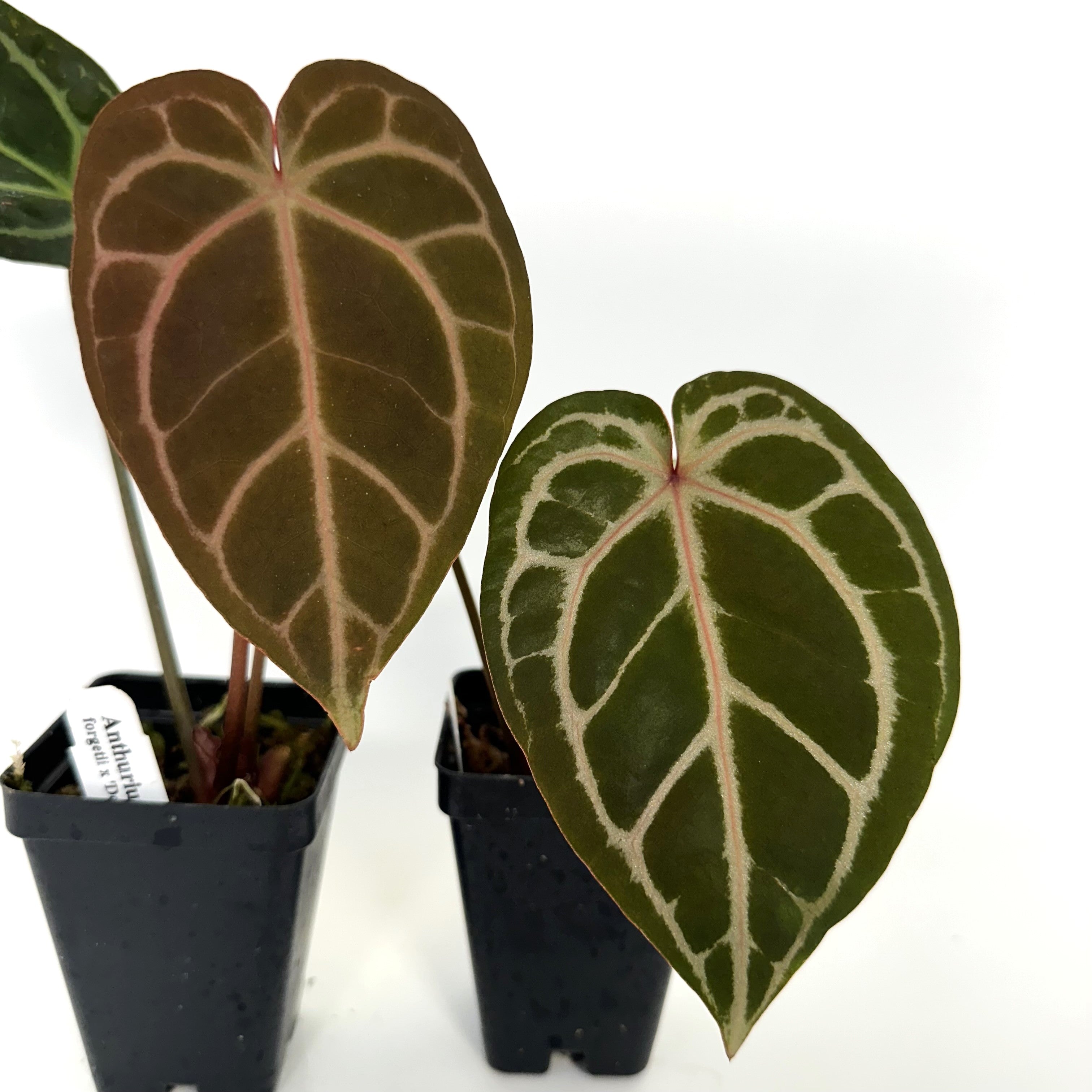 anthurium doc bloc Anthurium forgetii x 'Doc Block F2'