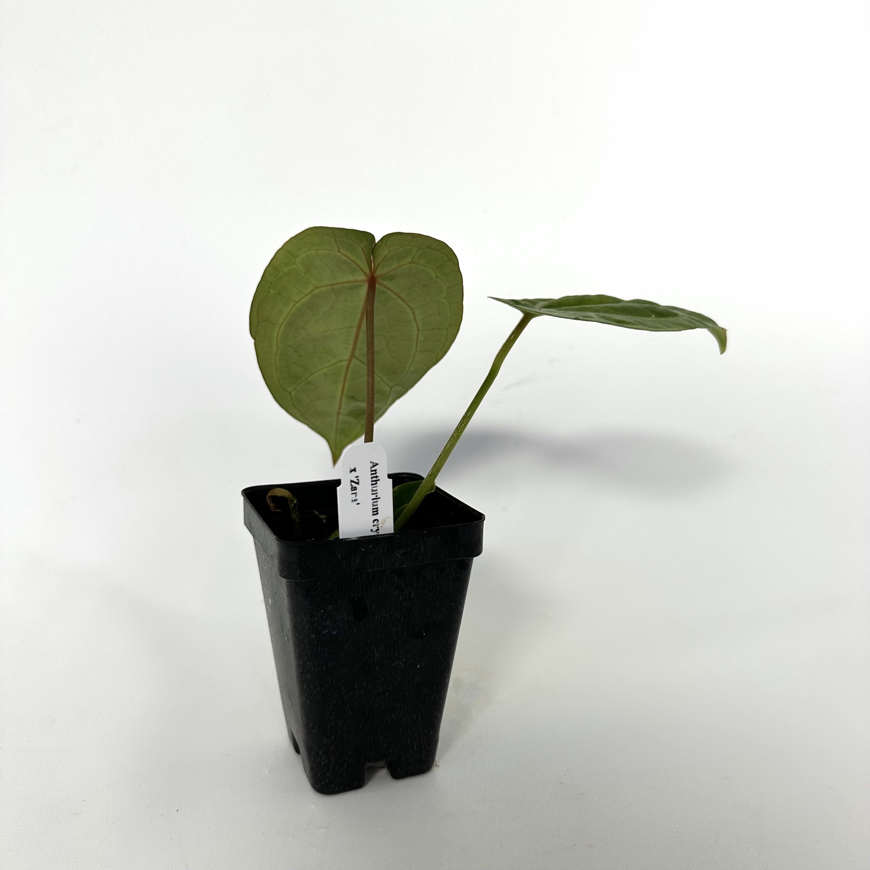 epsom salt for anthurium Anthurium crystallinum/magnificum x 'Zara'