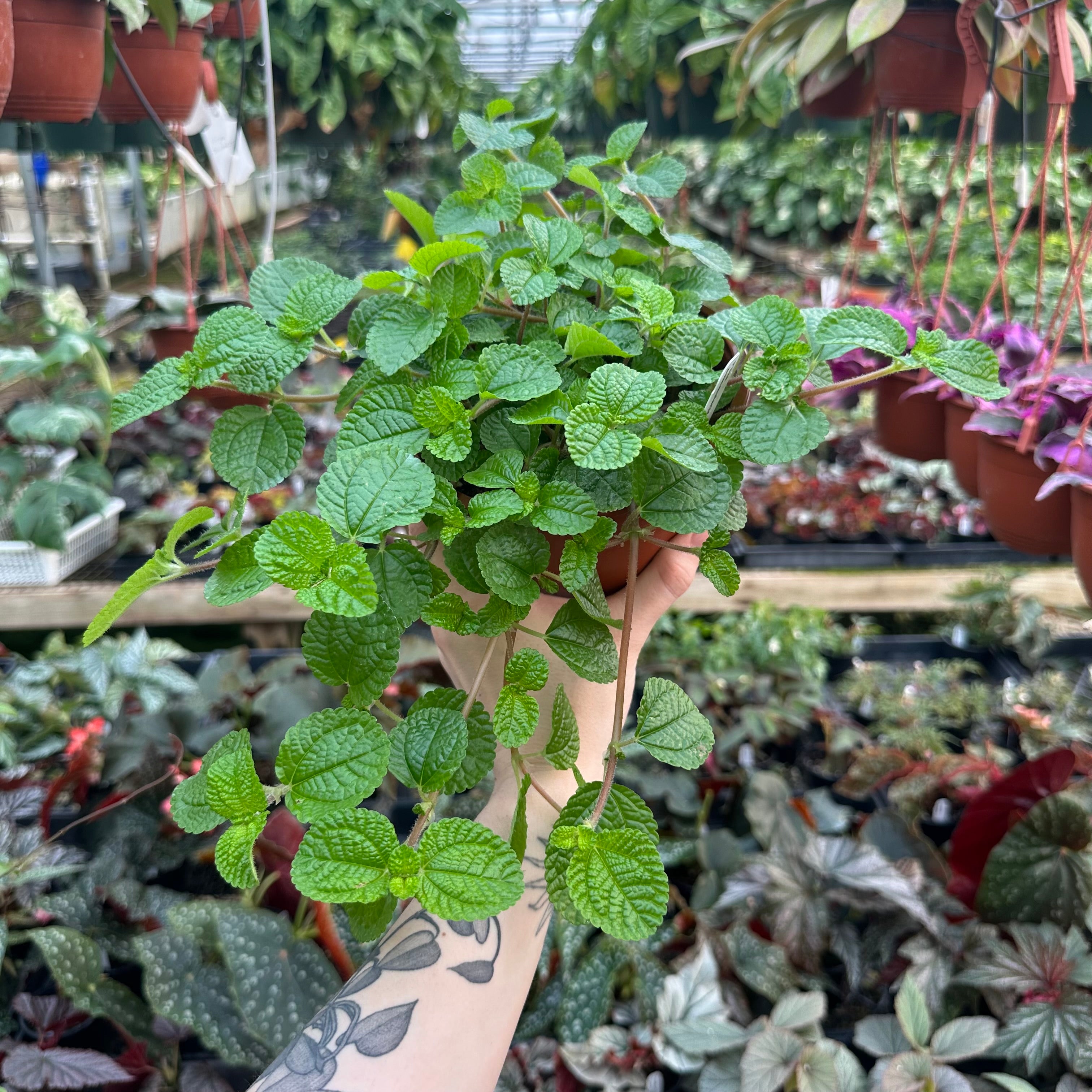 kinds of hanging plants in the philippines Pilea nummulariifolia
