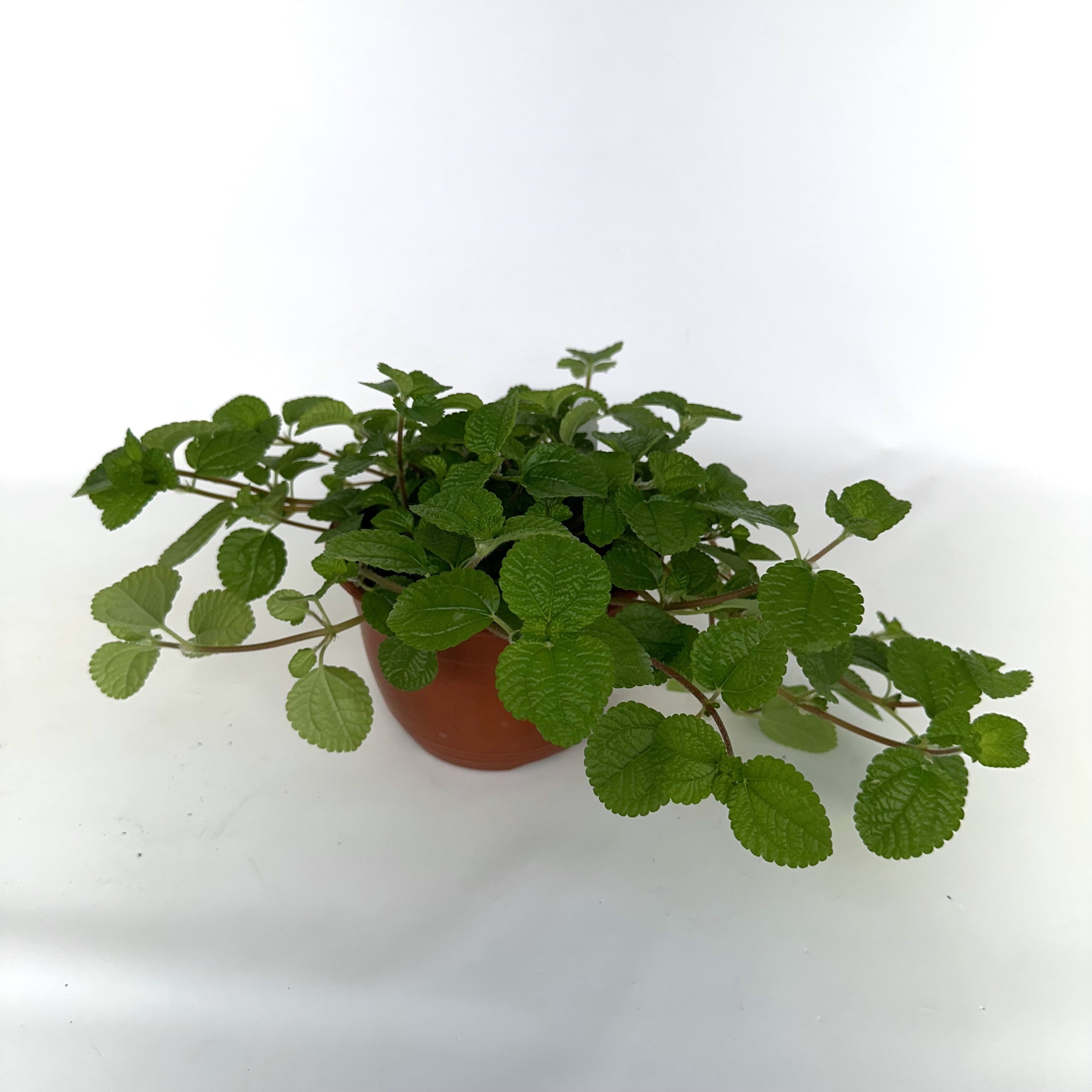 pilea hanging plant Pilea nummulariifolia