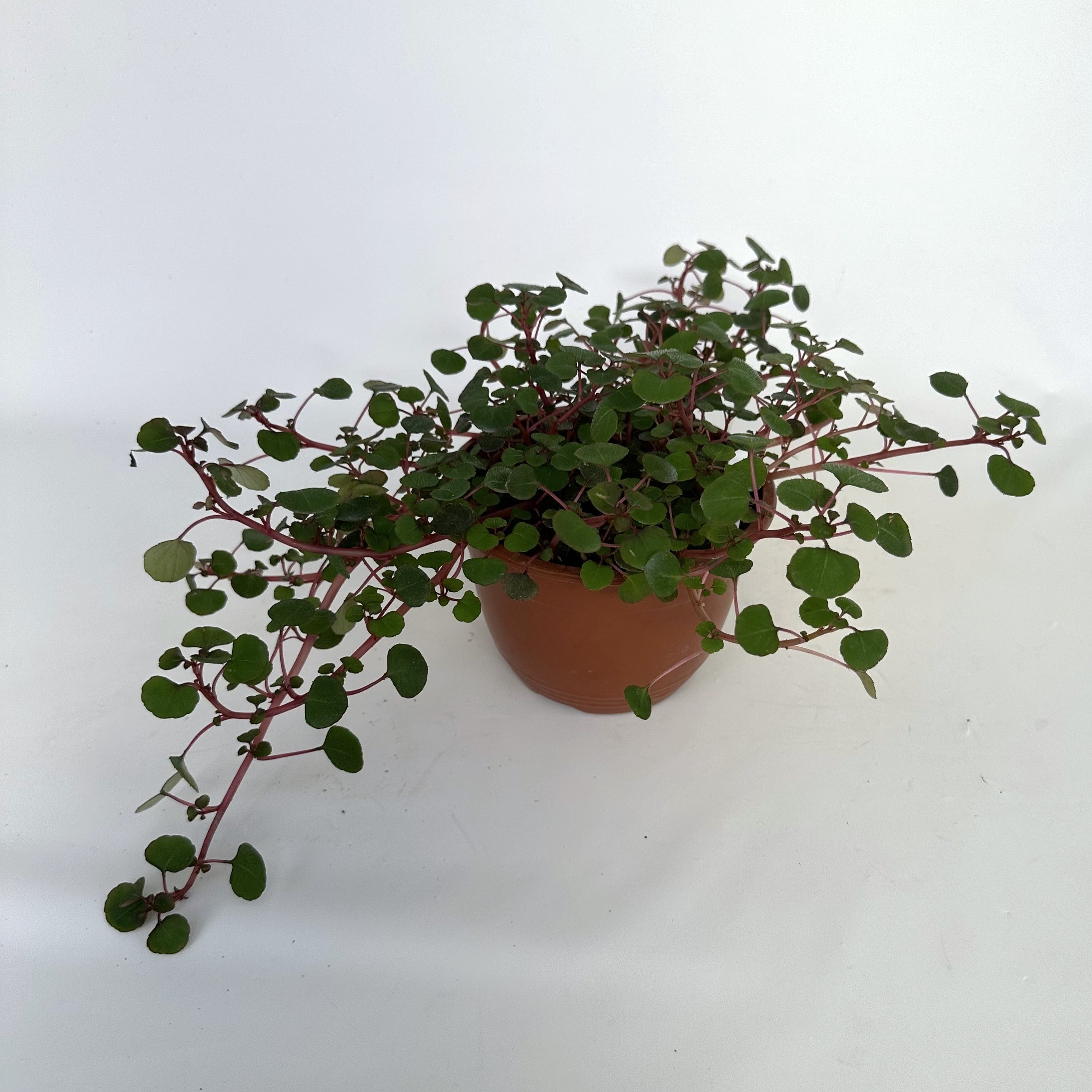hanging plant with red stems Impatiens repens