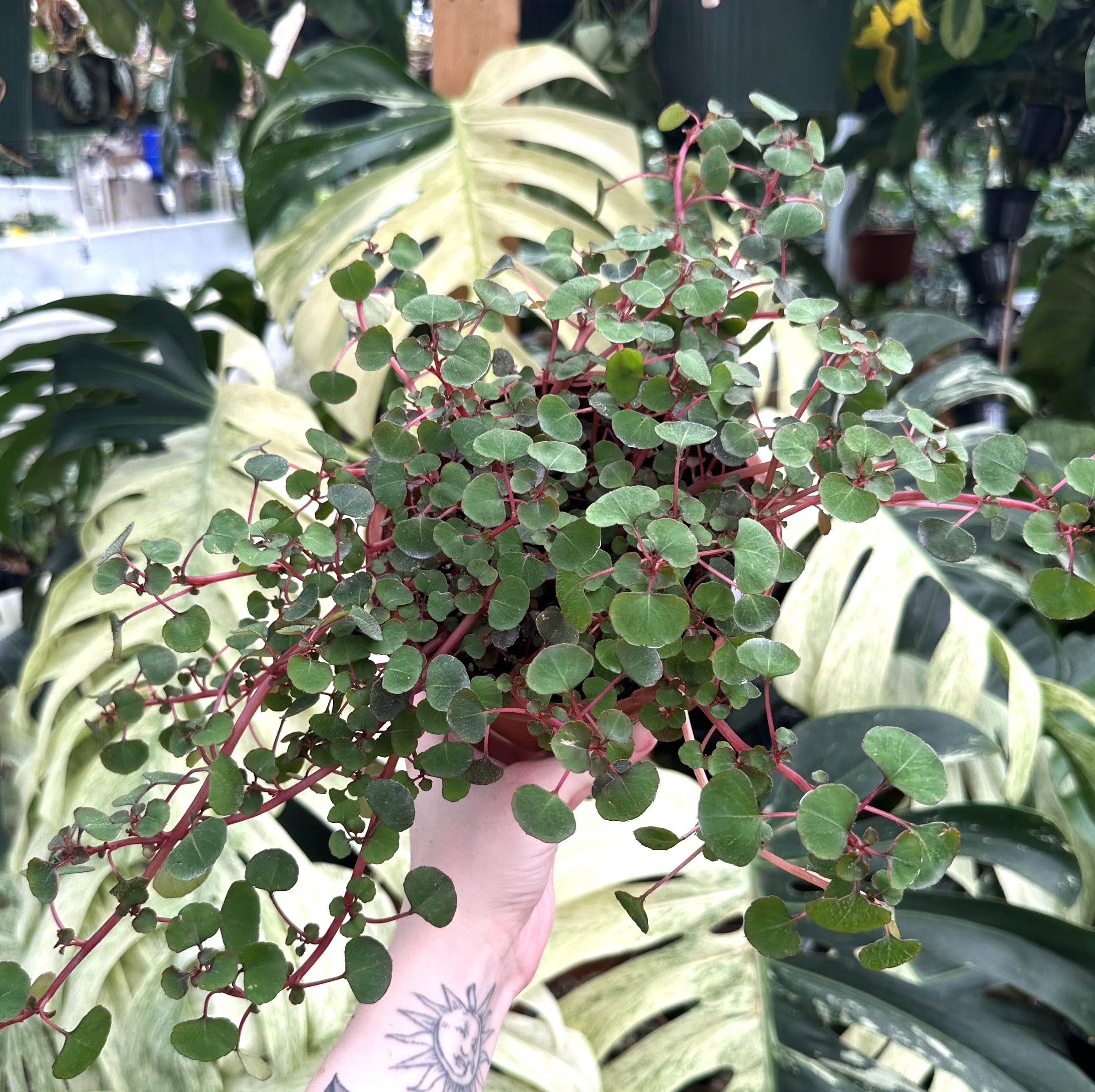 hanging plant with red stems Impatiens repens