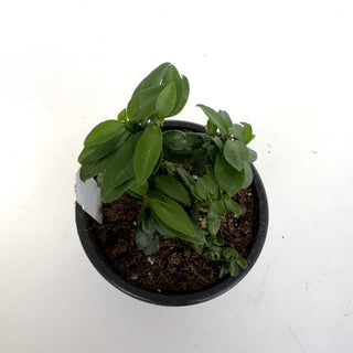 Euphorbia tithymaloides ‘Nana’