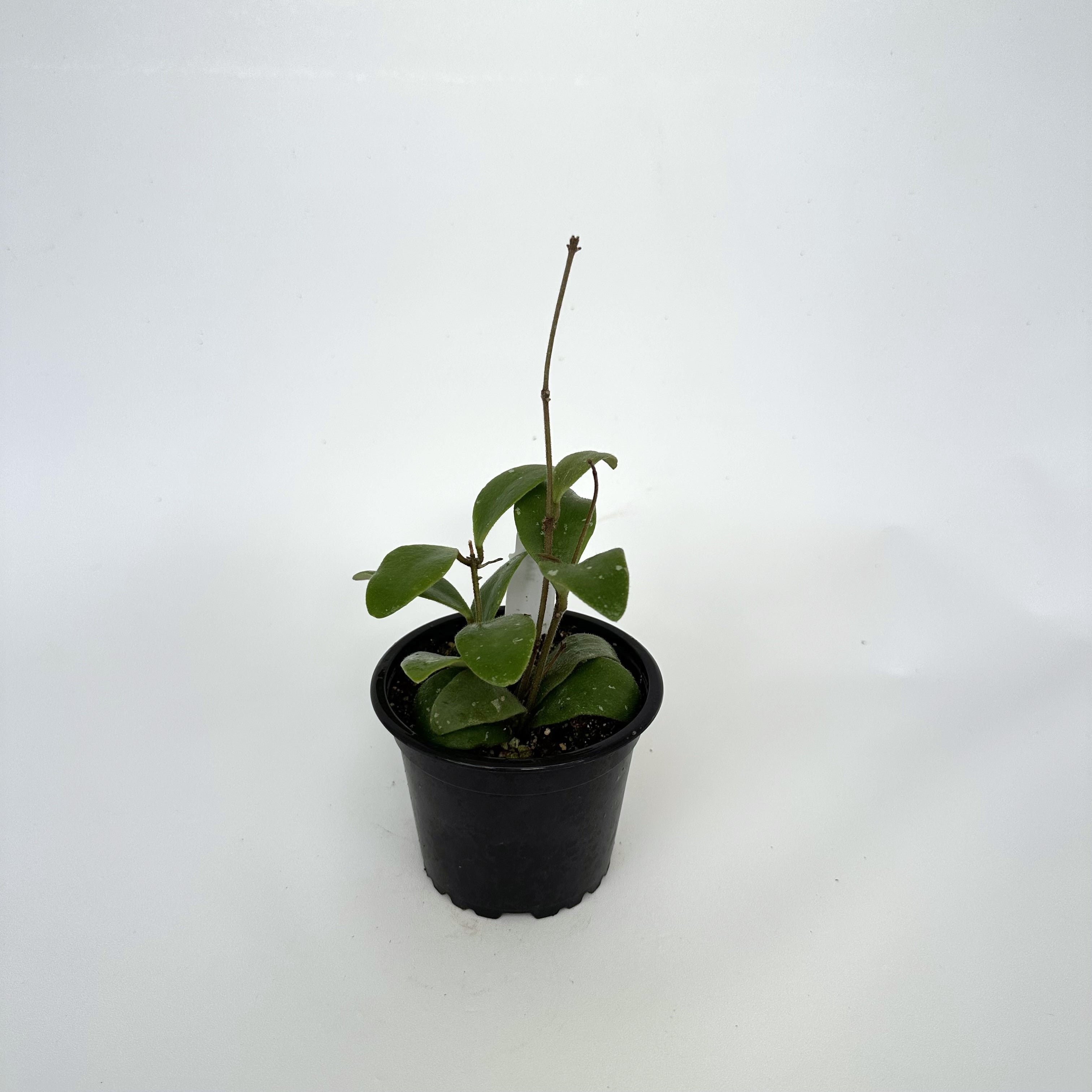 green jade wax plant - hoya Hoya isabelchanae – Steve's Leaves