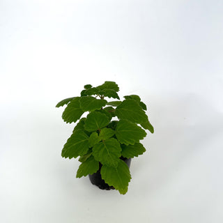 Plectranthus ernstii (Bonsai Mint)