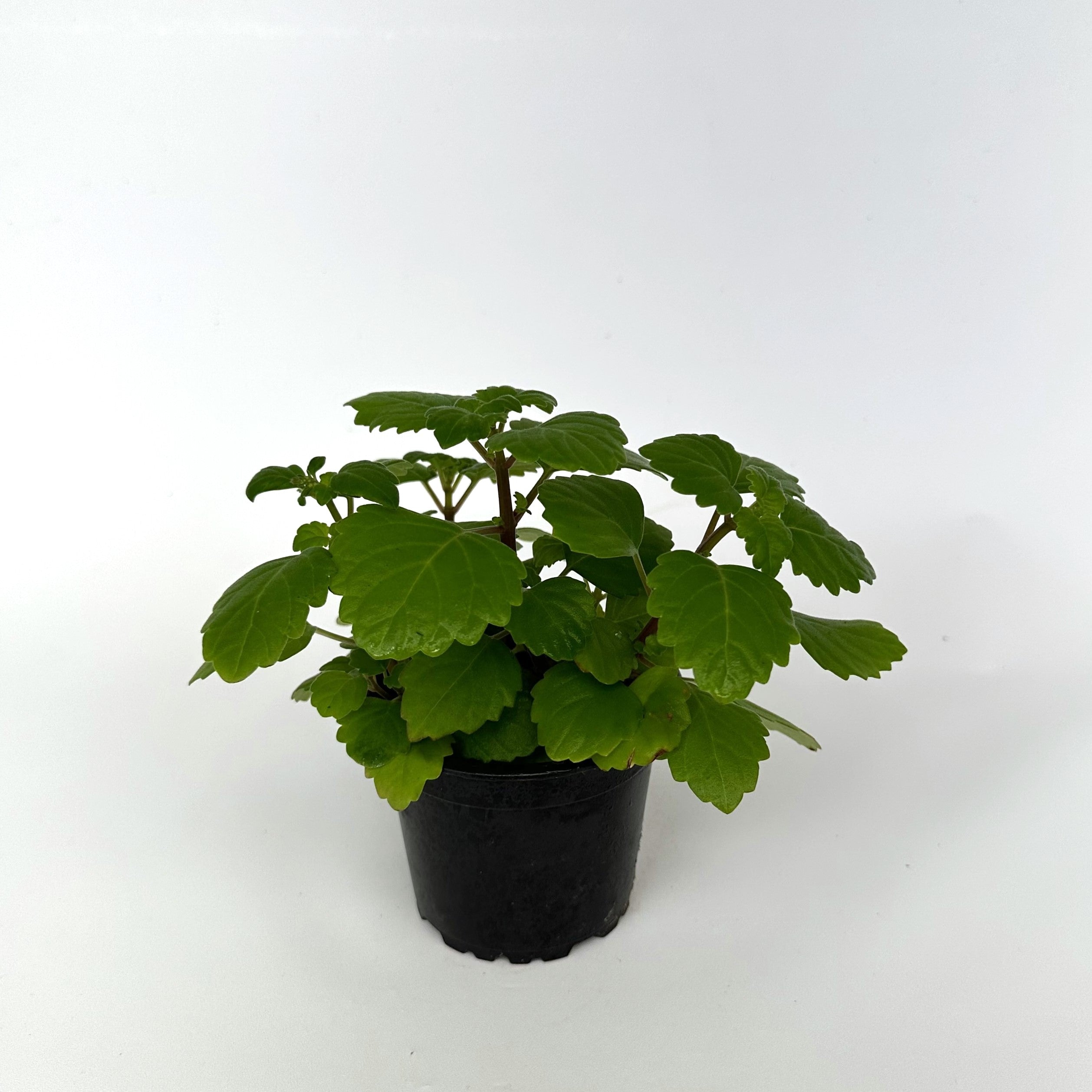 mint bonsai tree Plectranthus ernstii (Bonsai Mint)