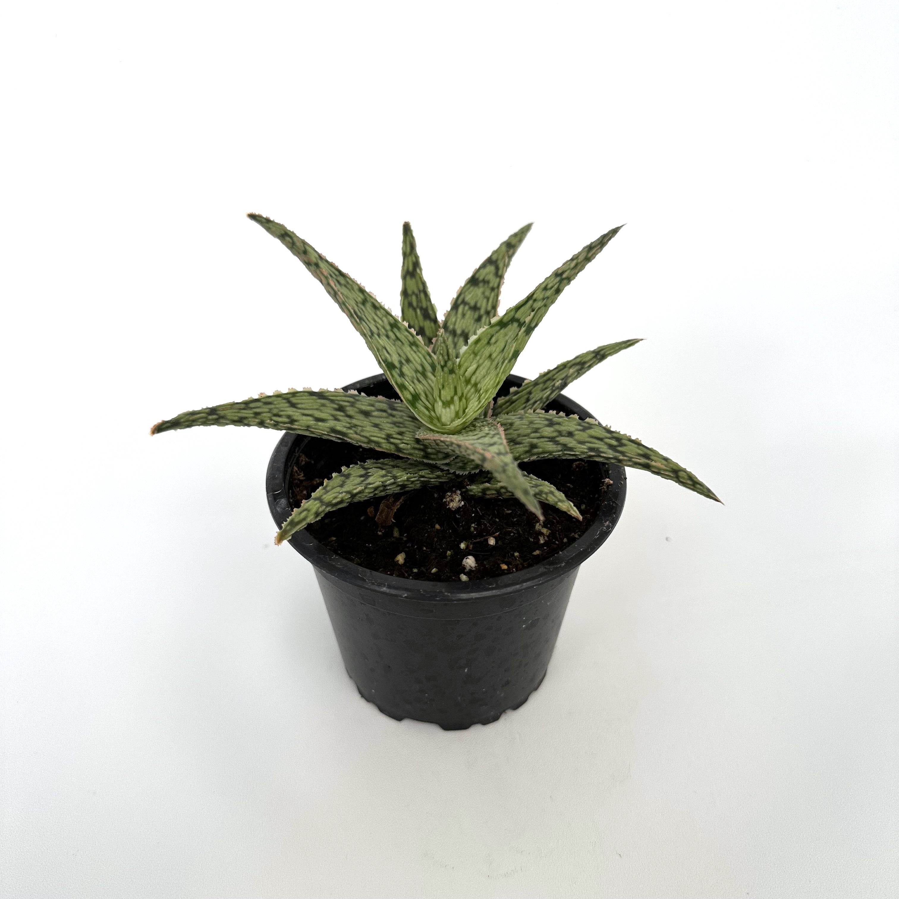 white fox succulent Aloe ‘White Fox’