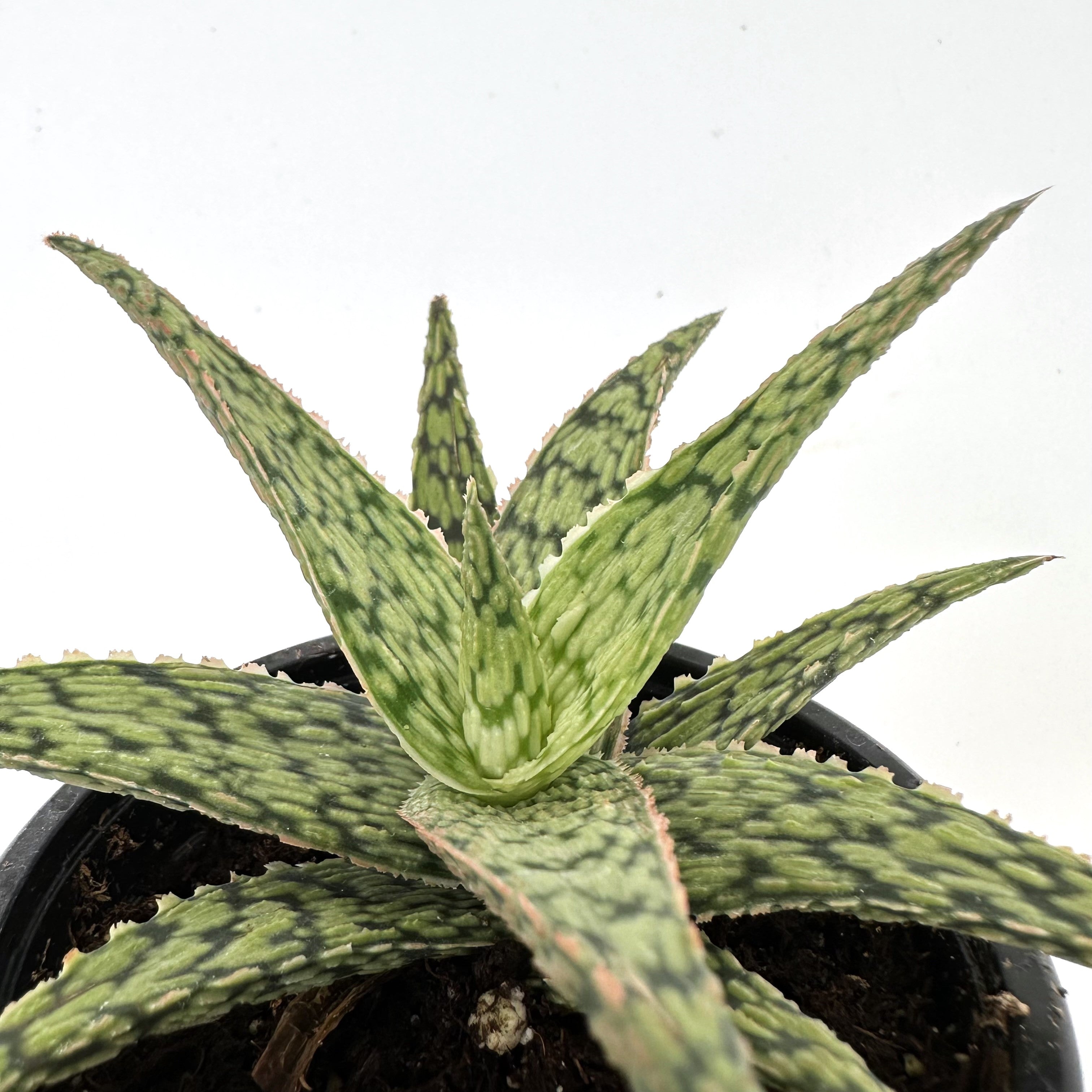 white fox succulent Aloe ‘White Fox’