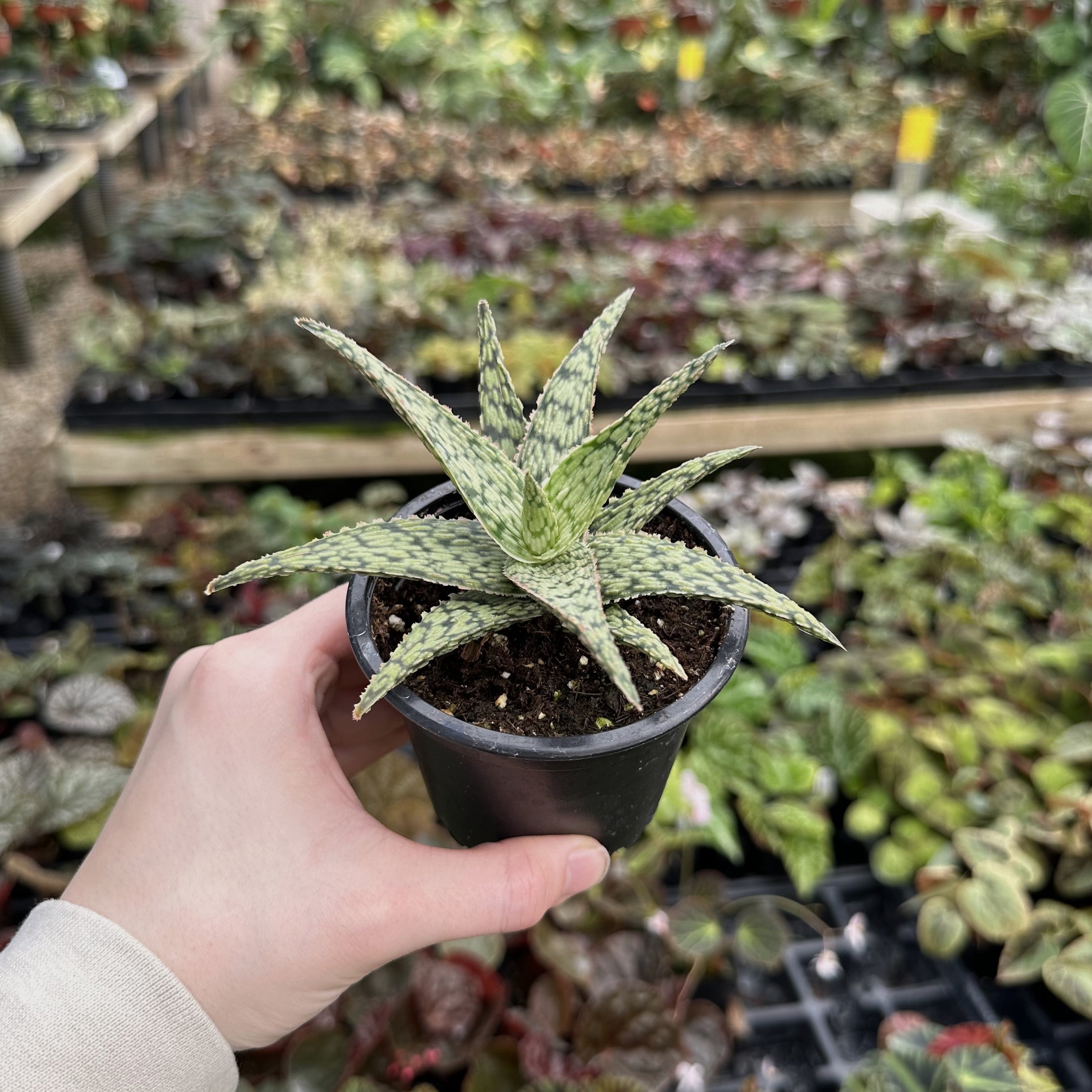 white fox succulent Aloe ‘White Fox’