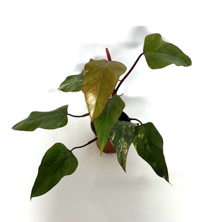 Z-3922 - Philodendron 'Strawberry Shake' (Non-TC)