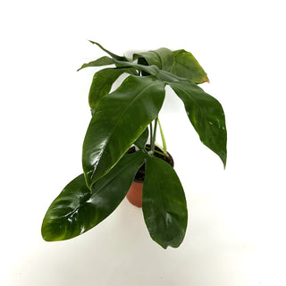 Z-3923 - Philodendron micranthum (Non-TC)