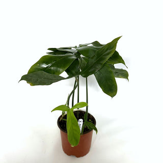 Z-3923 - Philodendron micranthum (Non-TC)