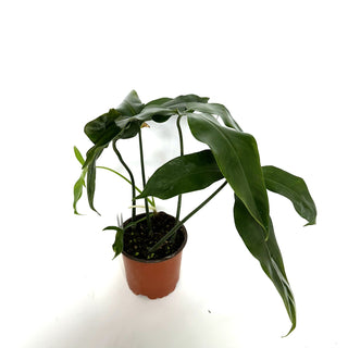 Z-3923 - Philodendron micranthum (Non-TC)