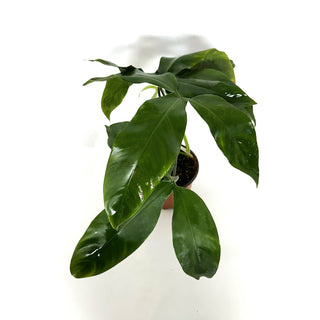 Z-3923 - Philodendron micranthum (Non-TC)