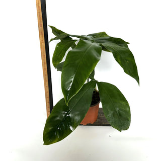 Z-3923 - Philodendron micranthum (Non-TC)