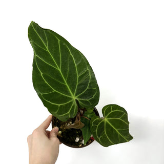 Z-3924 - Anthurium papillilaminum/warocqueanum x 'Doc Block F2' - 5.5" Pot **NEW**