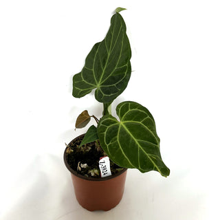 Z-3924 - Anthurium papillilaminum/warocqueanum x 'Doc Block F2' - 5.5" Pot **NEW**