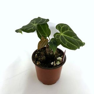 Z-3924 - Anthurium papillilaminum/warocqueanum x 'Doc Block F2' - 5.5" Pot **NEW**