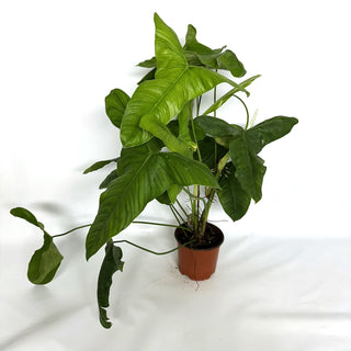 Z-3925 - Philodendron oxapapense