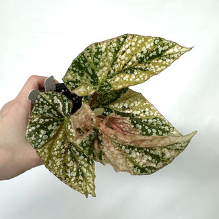 Z-3926 - Begonia 'Snow Capped' (Variegated)