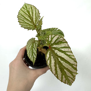 Z-3927 - Begonia brevirimosa (Silver Form)