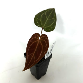 Z-3929 - Anthurium 'Doc Block F2' x 'Wuhoo's First Night' **2nd Release**