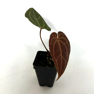 Z-3929 - Anthurium 'Doc Block F2' x 'Wuhoo's First Night' **2nd Release**