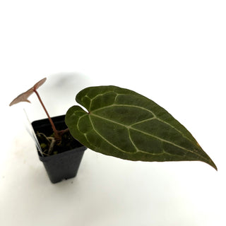 Z-3929 - Anthurium 'Doc Block F2' x 'Wuhoo's First Night' **2nd Release**