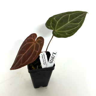 Z-3929 - Anthurium 'Doc Block F2' x 'Wuhoo's First Night' **2nd Release**