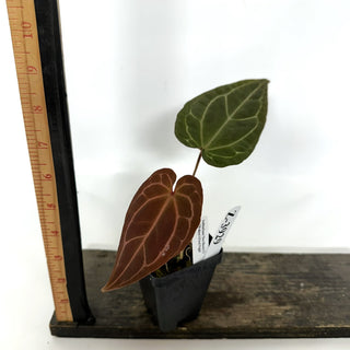 Z-3929 - Anthurium 'Doc Block F2' x 'Wuhoo's First Night' **2nd Release**