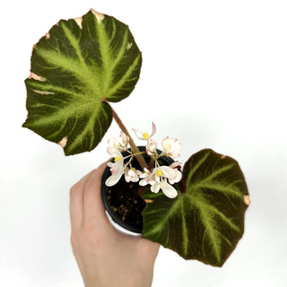 Begonia soli-mutata (variegated) [#1021]