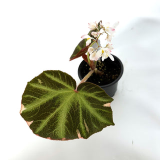 Begonia soli-mutata (variegated) [#1021]