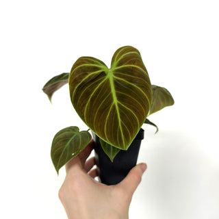 Z-3933 - Philodendron "El Choco Red"