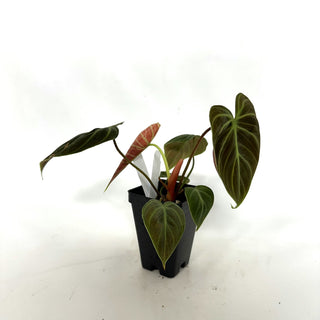 Z-3933 - Philodendron "El Choco Red"