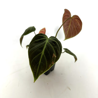 Z-3933 - Philodendron "El Choco Red"