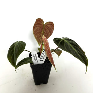 Z-3933 - Philodendron "El Choco Red"