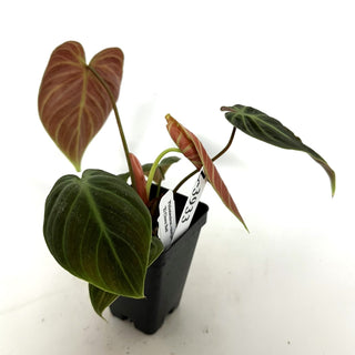 Z-3933 - Philodendron "El Choco Red"