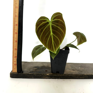 Z-3933 - Philodendron "El Choco Red"