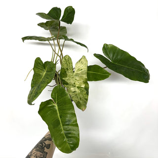 Z-3934 - Philodendron ‘Burle Marx’ “Mint”