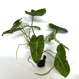 Z-3934 - Philodendron ‘Burle Marx’ “Mint”