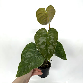 Z-3935 - Philodendron aff. brandtianum (Shingling Form)