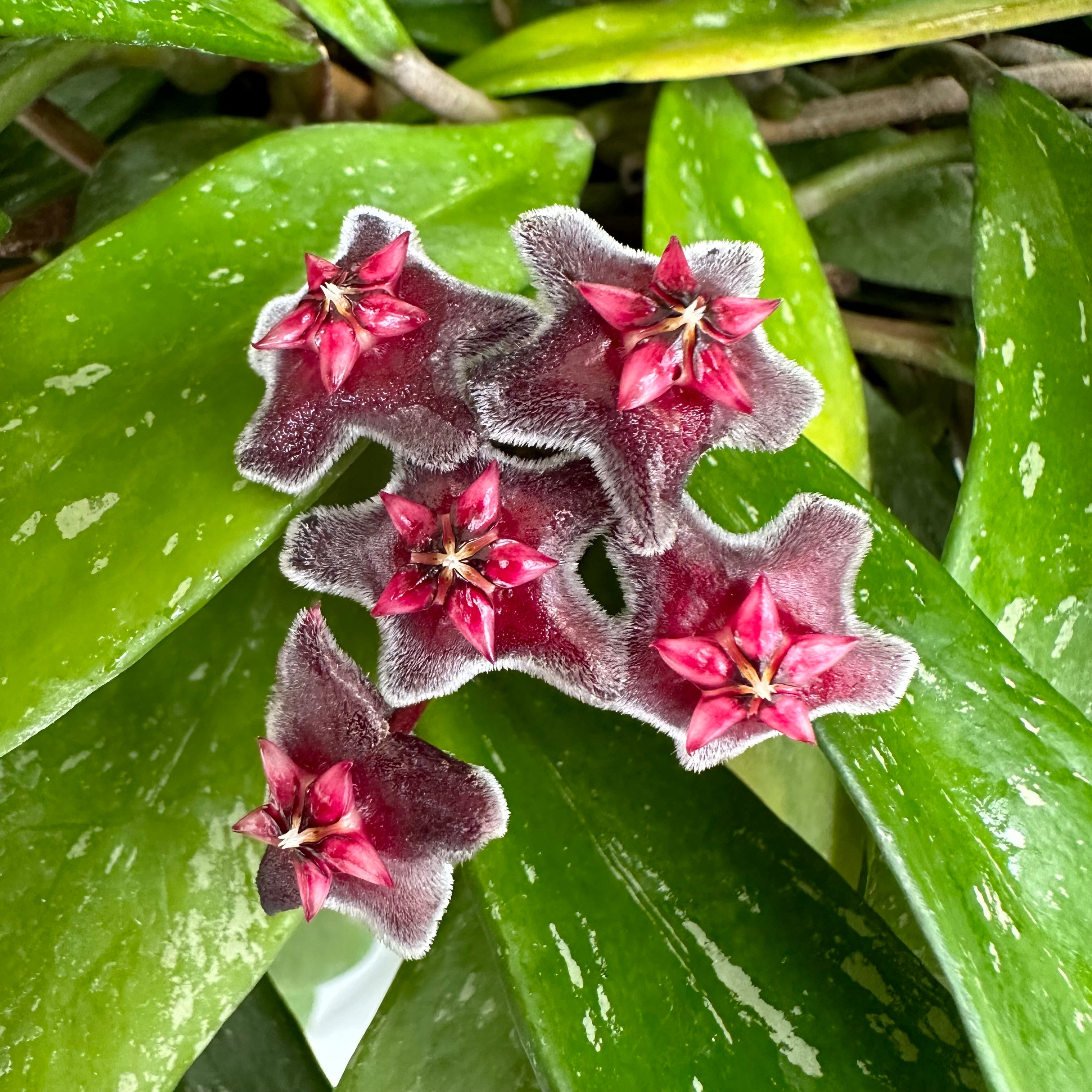 wax plant succulent Hoya pubicalyx