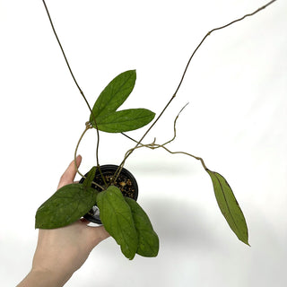 Z-3943 - Hoya sp. Rajang Lebong