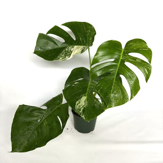 Z-3946 - Monstera deliciosa var. borsigiana albo-variegata