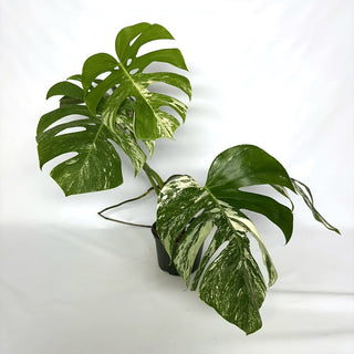 Z-3947 - Monstera deliciosa var. borsigiana albo-variegata