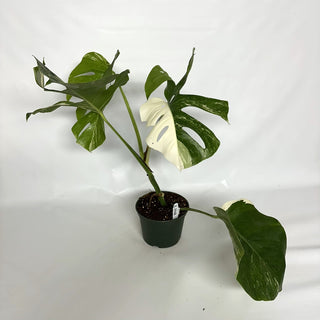 Z-3948 - Monstera deliciosa var. borsigiana albo-variegata