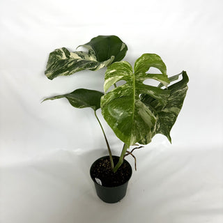 Z-3949 - Monstera deliciosa var. borsigiana albo-variegata