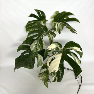 Z-3950 - Monstera deliciosa var. borsigiana albo-variegata