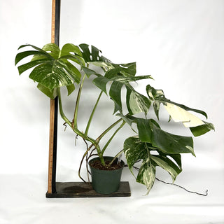 Z-3950 - Monstera deliciosa var. borsigiana albo-variegata